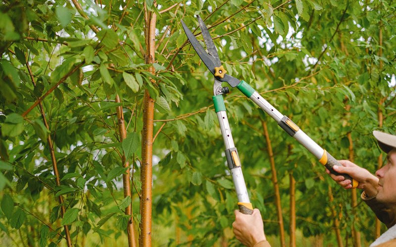 Tree trimming in Simsboro, LA